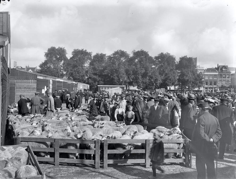 Schapenmarkt Vredenburg