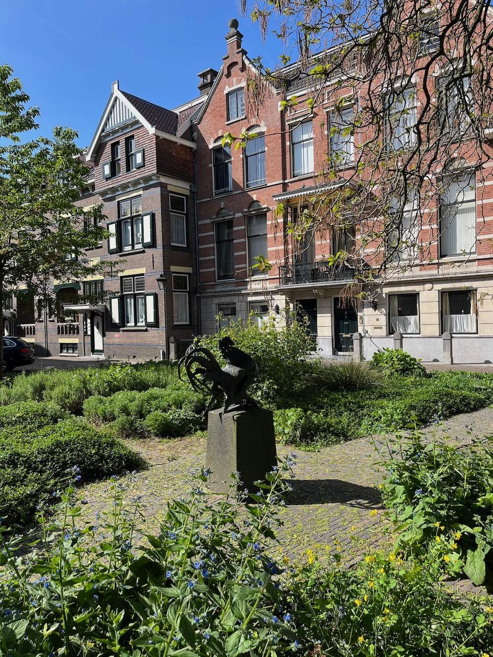 Haan in de Mariahoek