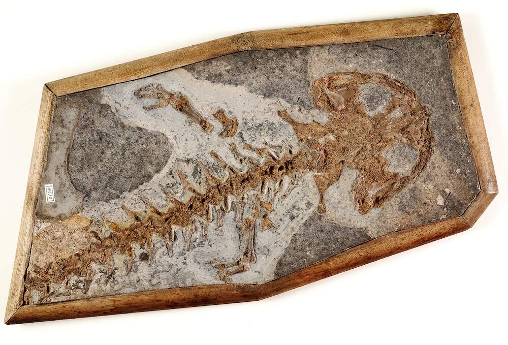 Reuzensalamander of Homo diluvii testis Teylers Museum